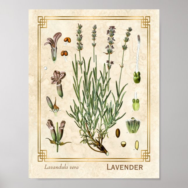 Poster Vintage Art Herbal Lavender Fleur Botanique (Devant)