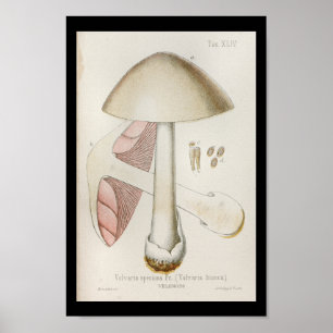 Poster Vintage Art rose blanc des champignons de 1899 Imp