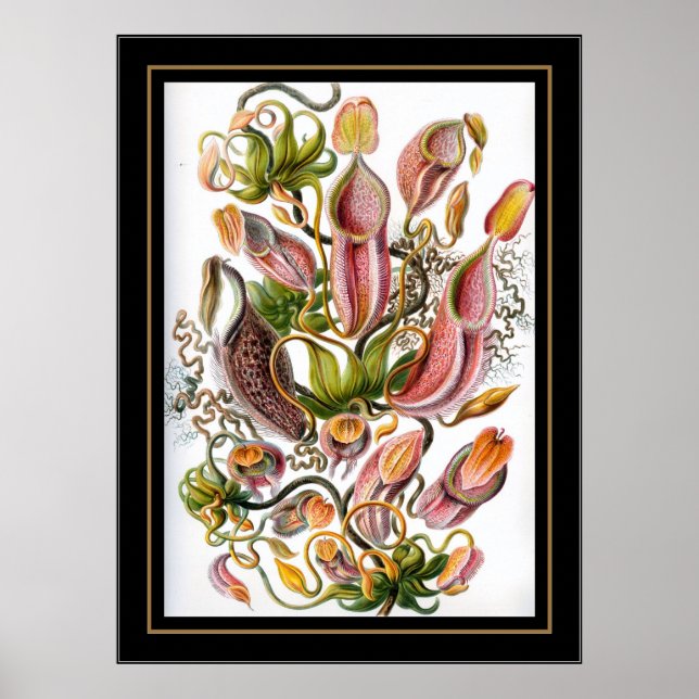 Poster Vintage Artist Ernst Haeckel Nepenthaceae (Front)