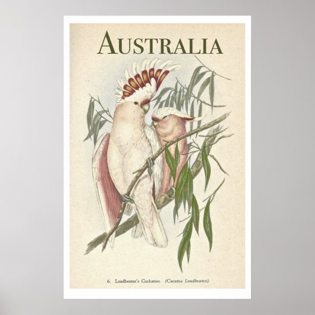 Poster vintage Australian Galah (Devant)