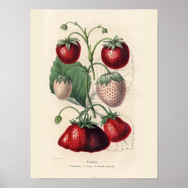 Poster vintage aux fraises (Devant)