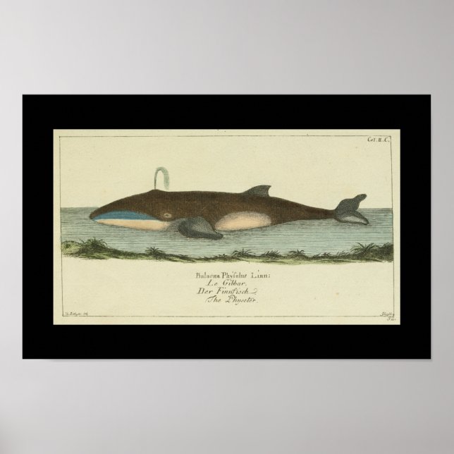Poster Vintage Balaena Physalis Baleines Imprimer (Devant)