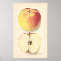 Poster vintage Banana Apple