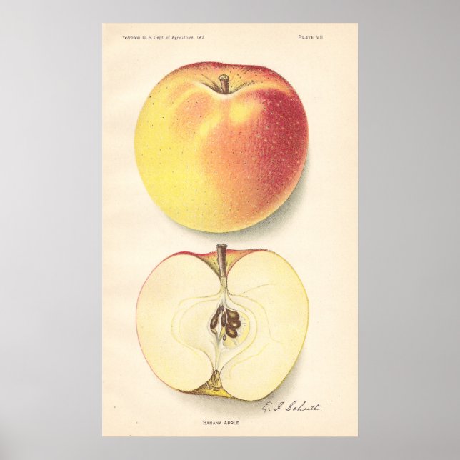 Poster vintage Banana Apple (Devant)