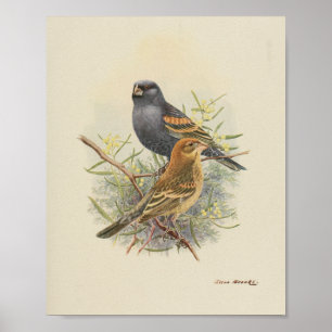 Poster Vintage Bird Black Brown Imprimer