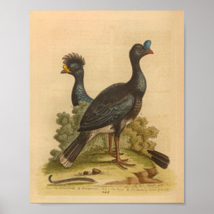 Poster Vintage Bird Blue Yellow Crested Imprimer