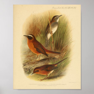 Poster Vintage Bird Brown Blanc Imprimer