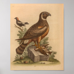 Poster Vintage Bird Brown Hawk Imprimer