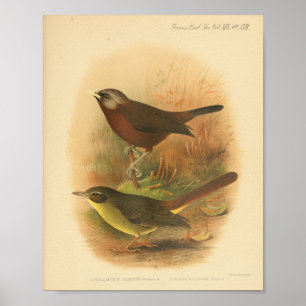 Poster Vintage Bird Brown Jaune Imprimer