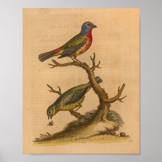 Poster Vintage Bird Green Red Print (Devant)