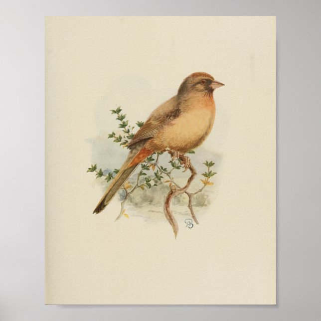 Poster Vintage Bird Imprimer Brown (Devant)