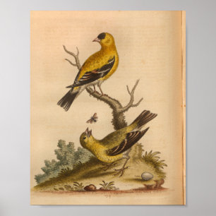Poster Vintage Bird Jaune noir