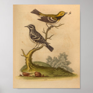 Poster Vintage Bird Jaune noir