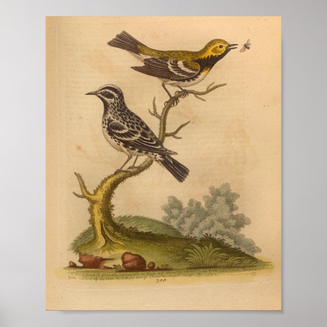 Poster Vintage Bird Jaune noir (Devant)
