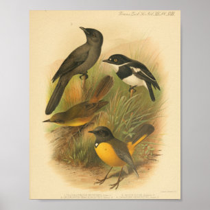 Poster Vintage Bird noir blanc jaune Imprimer