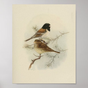 Poster Vintage Bird noir Brown blanc Imprimer