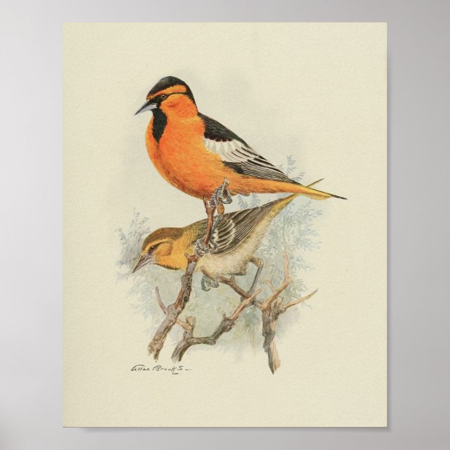 Poster Vintage Bird Orange Brown Black Print (Devant)