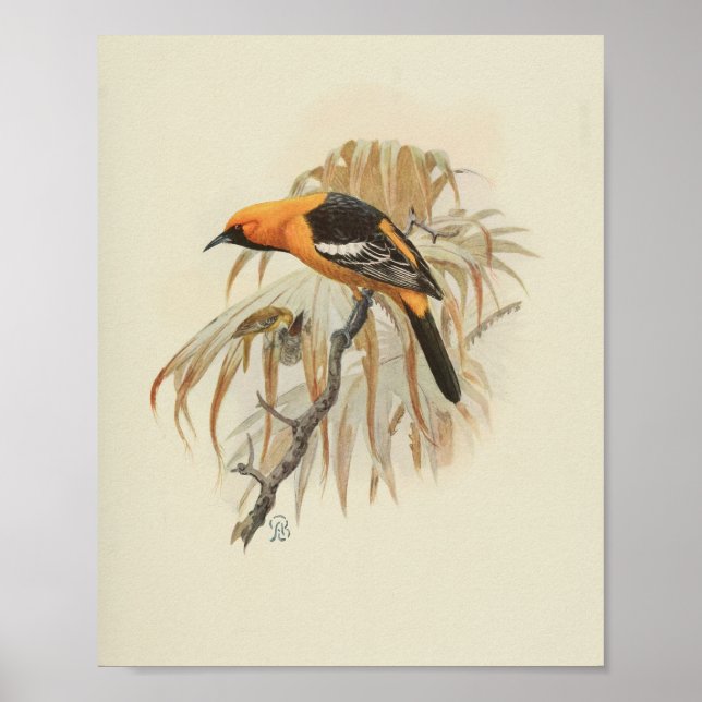 Poster Vintage Bird Orange noir (Devant)
