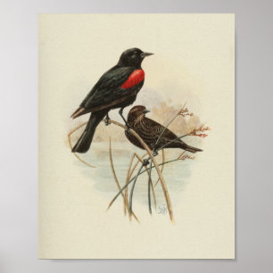 Poster Vintage Bird Red Black Print