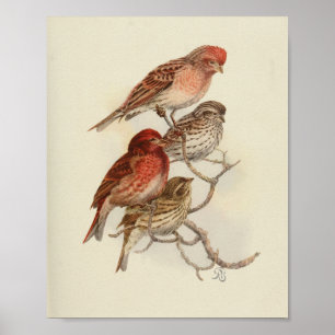 Poster Vintage Bird Red Brown Speckled Imprimer