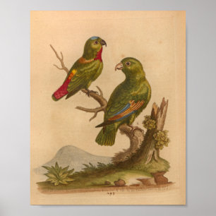 Poster Vintage Bird Red Green Parrots Imprimer
