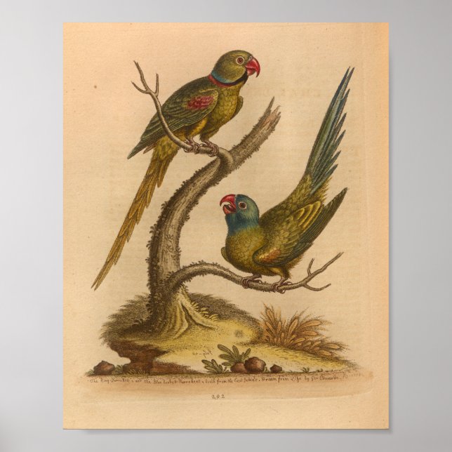 Poster Vintage Bird Red Green Parrots Imprimer (Devant)