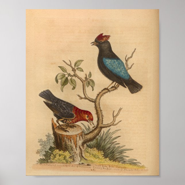 Poster Vintage Bird Rouge Bleu (Devant)