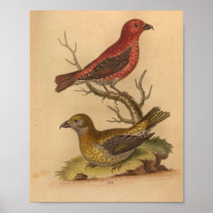 Poster Vintage Bird Rouge Jaune Imprimer
