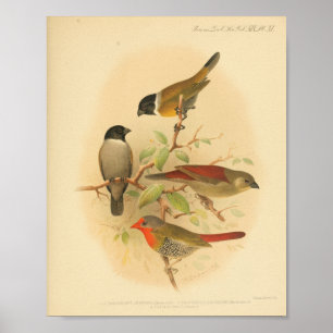 Poster Vintage Bird Rouge Jaune Noir