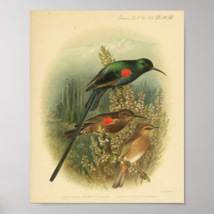 Poster Vintage Bird Rouge Vert Brown Imprimer