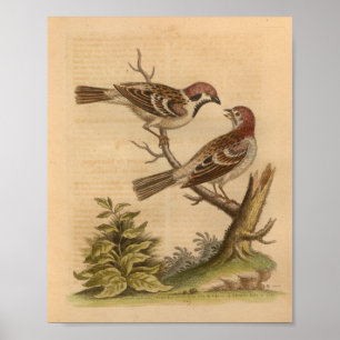 Poster Vintage Bird Speckted Brown Imprimer