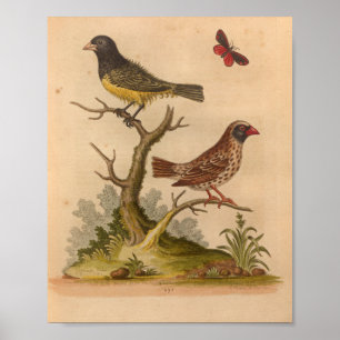 Poster Vintage Bird Yellow Red Print