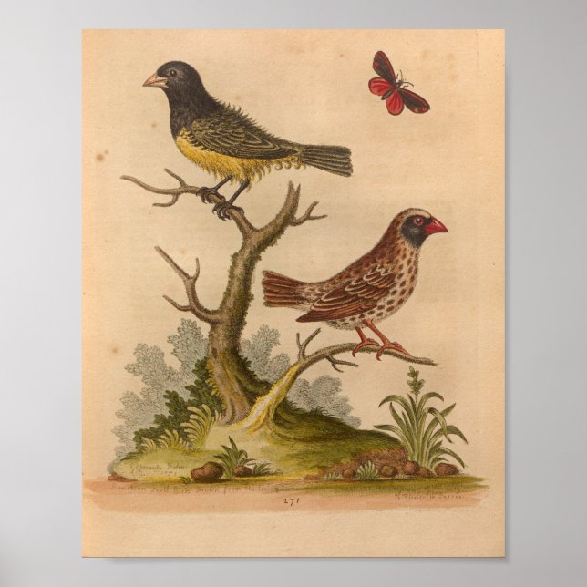 Poster Vintage Bird Yellow Red Print (Devant)