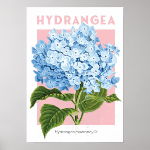 Poster Vintage Blue Hydrangea