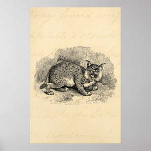 Poster Vintage Bobcat 1800 Bob Cat Lynx Illustration