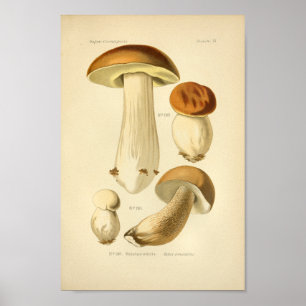 Poster Vintage Boletus Champignons Brown Art Imprimer fra