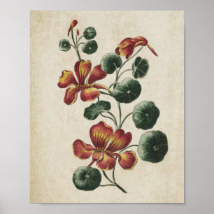 Poster Vintage Botanical Floral Nasturtium Print