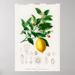 Poster Vintage Botanical Illustration