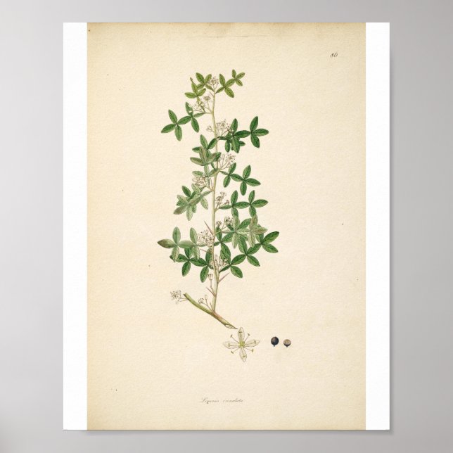 Poster Vintage Botanical Illustration Floral Art (Devant)