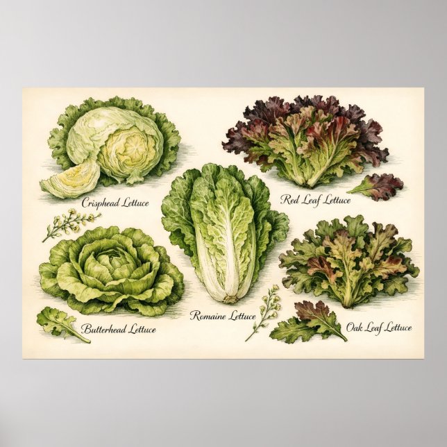 Poster Vintage Botanical Illustration Lettuce Varieties (Devant)