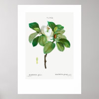 POSTER : VINTAGE BOTANICAL "MAGNOLIA" REDOUTÉ 