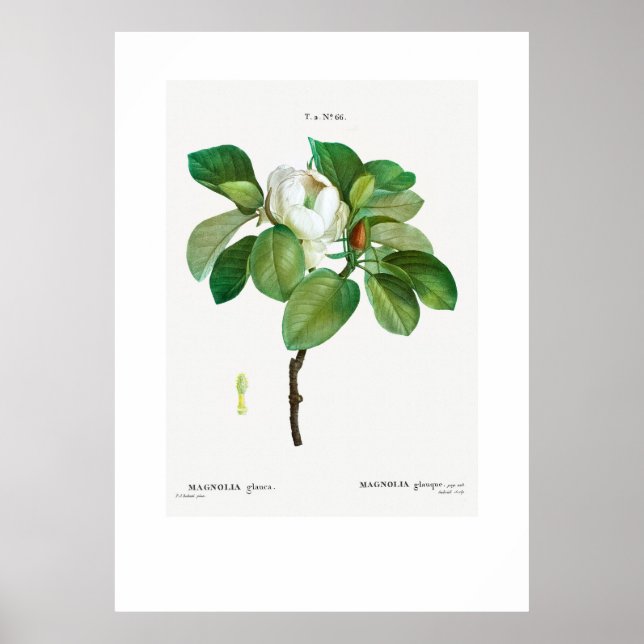 POSTER : VINTAGE BOTANICAL "MAGNOLIA" REDOUTÉ  (Front)