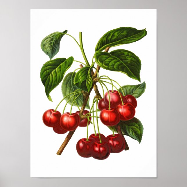 Poster Vintage Botanique Cerises rouges Imprimer (Devant)