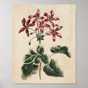 Poster Vintage Botanique Floral Geranium Imprimer