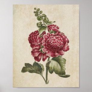 Poster Vintage Botanique Floral Hollyhock