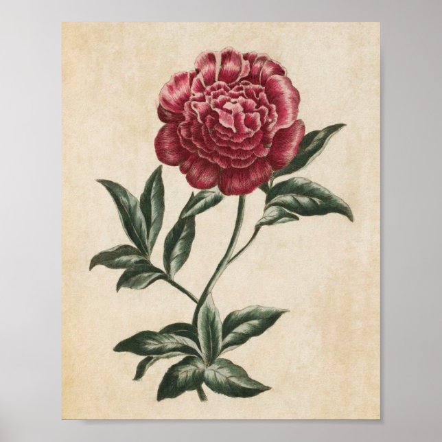 Poster Vintage Botanique Floral Peony (Devant)
