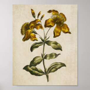 Poster Vintage Botanique Floral St. John's Wort Imprimer