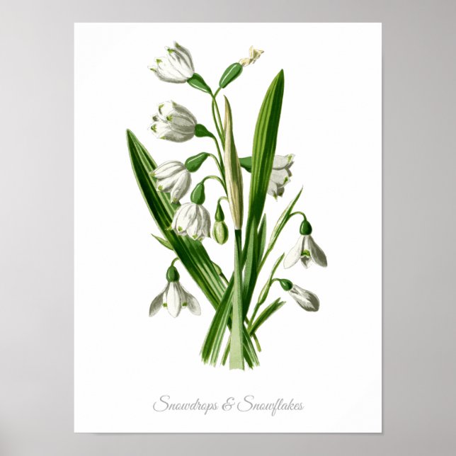 Poster Vintage Botanique Imprimer Snowdrops & Snowflakes (Devant)