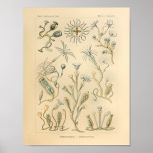 Poster Vintage Campanariae Couleur Ernst Haeckel Art Impr