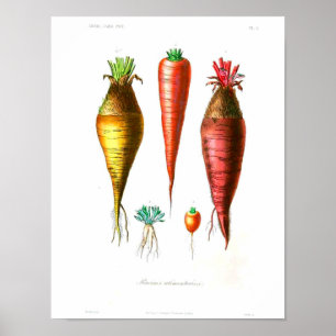 Poster vintage - Carottes